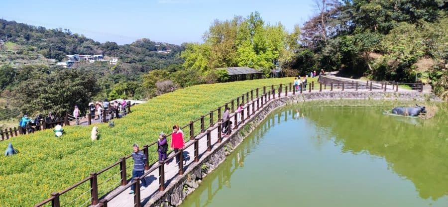 樟樹步道-魯冰花田